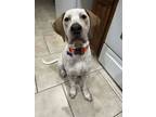Adopt Buck a Bluetick Coonhound