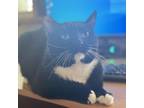 Adopt Tux a Domestic Short Hair