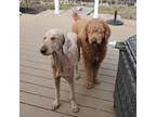 Adopt Henry a Standard Poodle