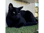 Adopt Jeremiah a Domestic Short Hair