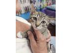 Adopt Cicil a Domestic Short Hair