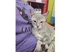 Adopt Onyx a Domestic Short Hair