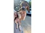 Adopt Titus a Basset Hound