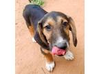 Adopt Puck a Basset Hound