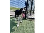 Adopt Atticus a Basset Hound