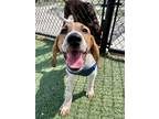 Adopt Romeo a Basset Hound