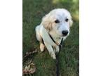 Adopt Kash a Great Pyrenees, Mixed Breed