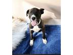 Adopt Brick (PowerPuff Girls Theme) a Labrador Retriever