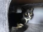 Adopt Max a Tabby