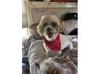 Adopt Blaze a Shih Tzu