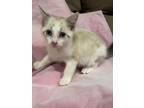 Adopt Hewey a Tabby