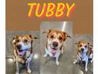 Adopt Tubby a Border Collie, Saint Bernard