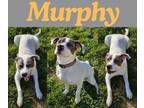 Adopt Murphy a Pit Bull Terrier, Australian Cattle Dog / Blue Heeler