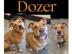 Adopt Dozer (2) a Pit Bull Terrier, Labrador Retriever