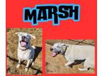Adopt Marsh a Labrador Retriever