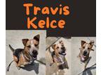 Adopt Travis Kelce a Australian Cattle Dog / Blue Heeler, German Shepherd Dog