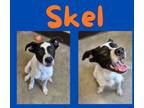 Adopt Skel a Hound