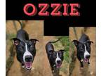 Adopt Ozzie a Pit Bull Terrier, Mixed Breed