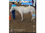 1 in a million ATF 2019 Cremello stallion