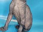Sphynx Baby's