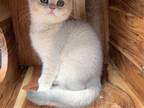 BlueGold British Shorthair Female Kitten