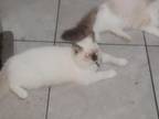 Kitty Villegas Cattery