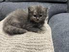 Maine Coon Baby
