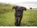 Live Wire Labrador Retriever Puppy Male