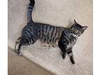Mr. Joshua-at Petco Domestic Shorthair Adult Male