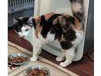 Simone Calico Young Female