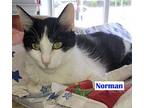 Norman American Shorthair Adult Male