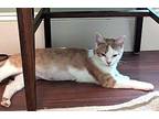 Gretchen Domestic Shorthair Young Female