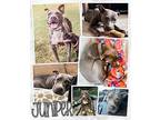 Juniper American Staffordshire Terrier Adult Female