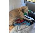 Finnegan Labrador Retriever Senior Male