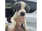 Zoya American Pit Bull Terrier Puppy Female