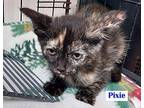 Pixie Domestic Shorthair Kitten Female