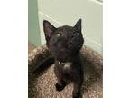 Athos Domestic Shorthair Young Male