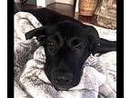 Iris Labrador Retriever Puppy Female
