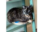 Katie Domestic Longhair Young Female