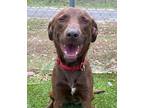 Jojo Labrador Retriever Young Female