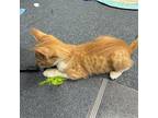 Sir Lancelot Domestic Shorthair Kitten Male