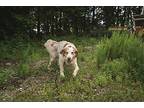 Semi Great Pyrenees Adult Male
