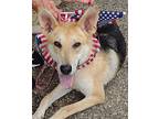 Emmie German Shepherd Dog Young Female