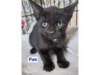 Pan Domestic Shorthair Kitten Male