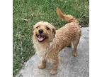 Tito Cairn Terrier Young Male