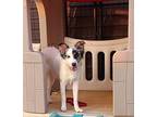 Sugar Australian Shepherd Young Female