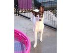 RoseMary Australian Shepherd Young Female