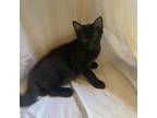 Burr Domestic Shorthair Kitten Male