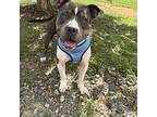 Hank American Pit Bull Terrier Young Male