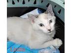 Linda Domestic Shorthair Kitten Female
